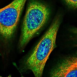 ARHGAP18 Antibody, Novus Biologicals:Antibodies:Primary Antibodies